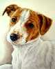 Portrait de la Jack Russell Tina